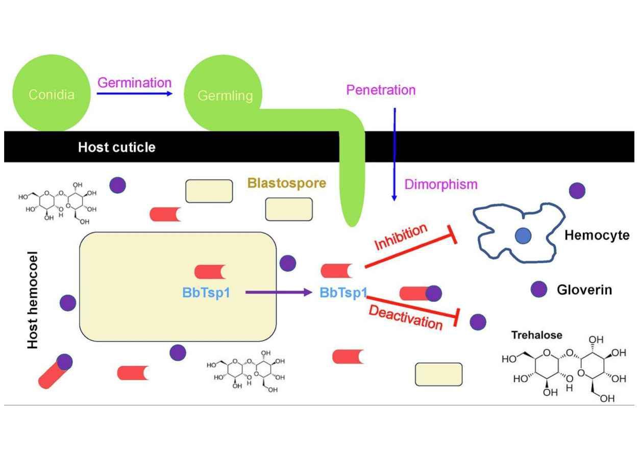 Fungo Beauveria bassiana secreta proteína que neutraliza defesa de insetos