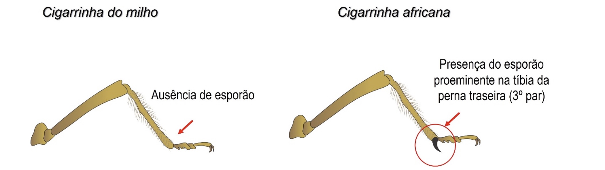 Diferenças morfológicas entre as pernas da cigarrinha-do-milho (<i>Dalbulus maidis</i>) e cigarrinha-africana (<i>Leptodelphax maculigera</i>) (Stürmer, G.R. 2023)