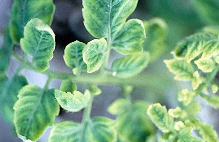 Estudo mapeia salto de hospedeiro em begomovírus