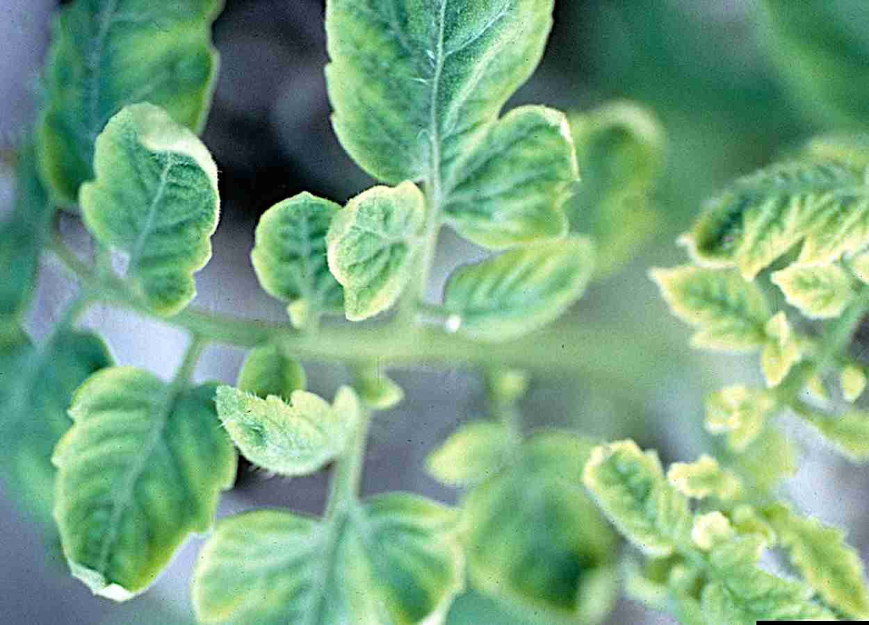 Estudo mapeia salto de hospedeiro em begomovírus