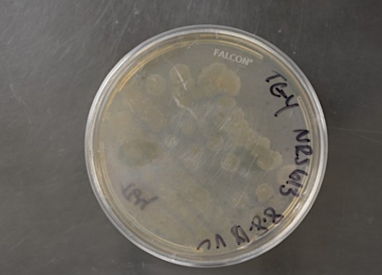 Foto:&nbsp;Agricultural Research Service - NRRL