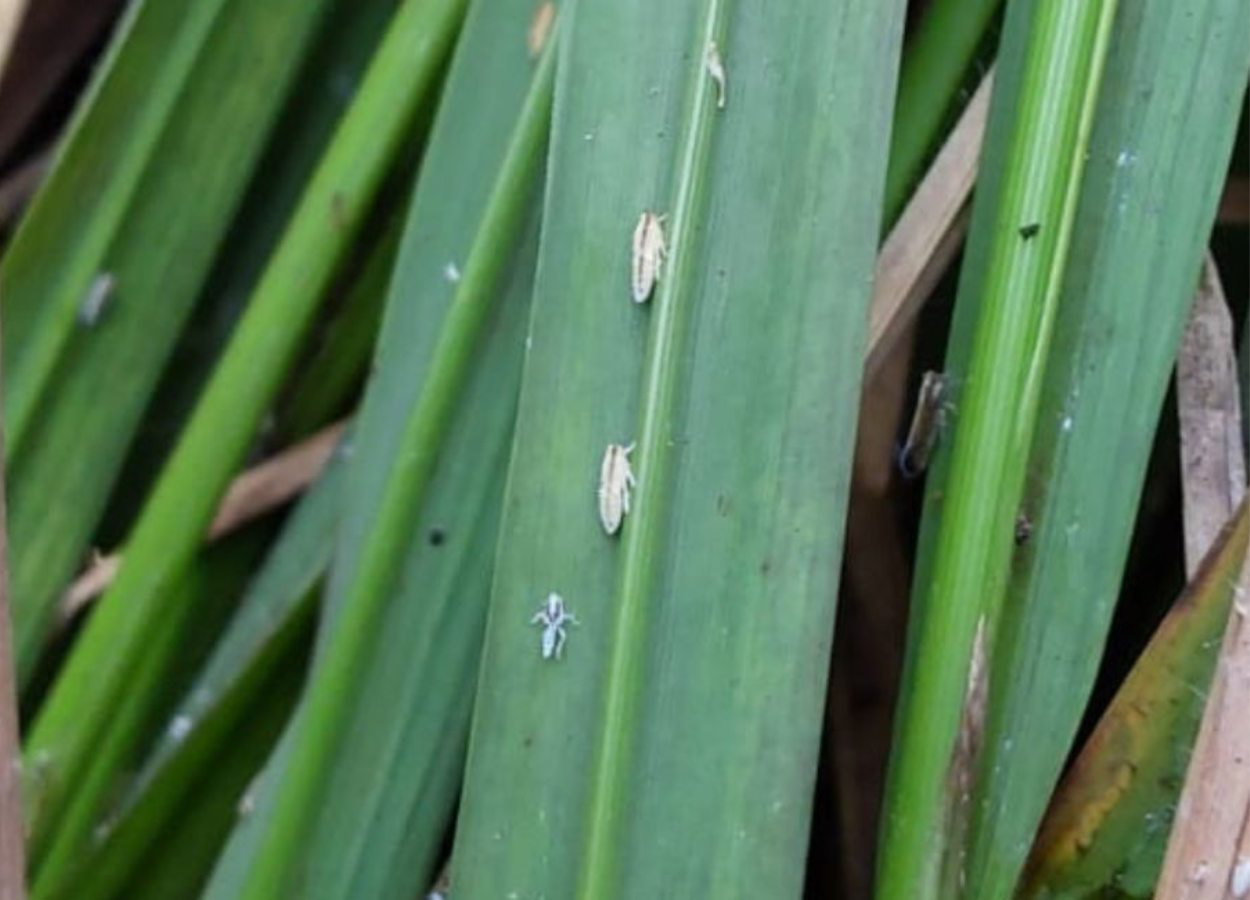 Com um ciclo rápido de reprodução, a sogata também pode se desenvolver em outras gramíneas, como canevão e a grama boiadeira