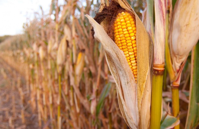 Milho sobe em março com apoio do petróleo e recua em abril