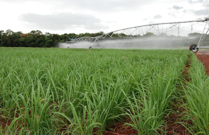 Upland rice under irrigation in the Cerrado can complement supply in the country