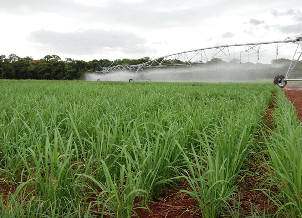 O arroz de terras altas vem sendo incorporado a áreas de rotação de culturas irrigadas sob pivô central no Cerrado brasileiro; o grão é uma alternativa ao plantio de soja e milho durante a safra de verão e na safrinha