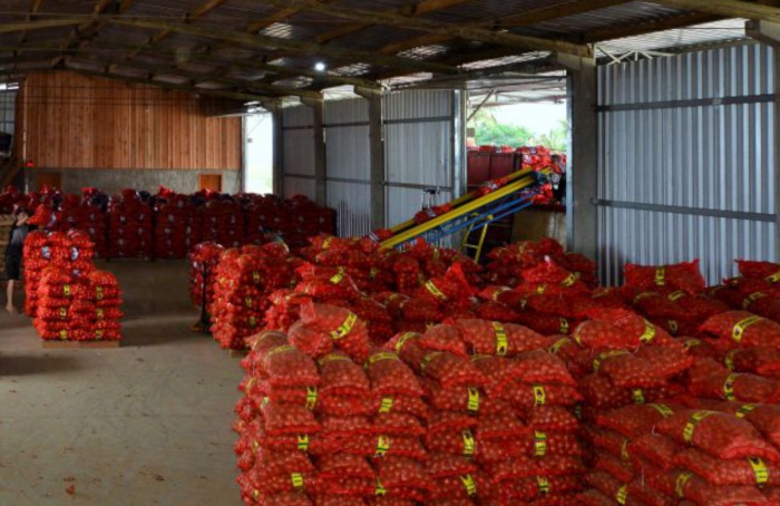 Sharp drop in onion and garlic production in Santa Catarina impacts market