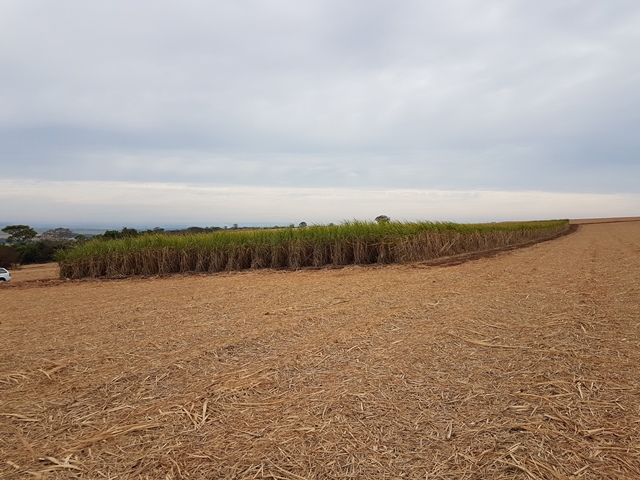 Use of gradual release fertilizers in sugarcane