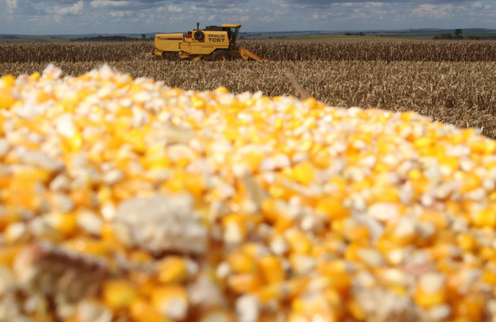 PR Safra 2025/26: plantio do milho safrinha chega a 99%