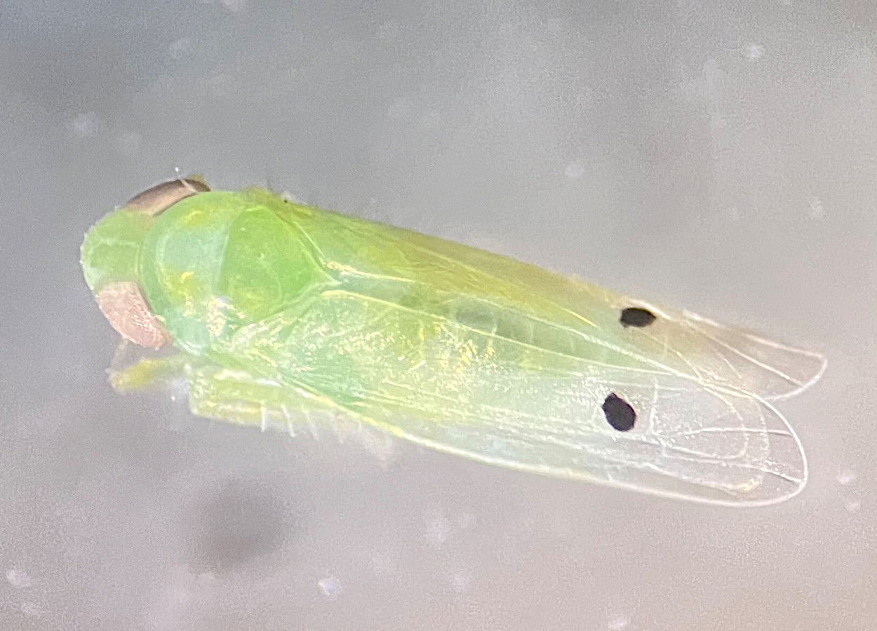 <i>Amrasca biguttula</i> - Justin Odom / UGA
