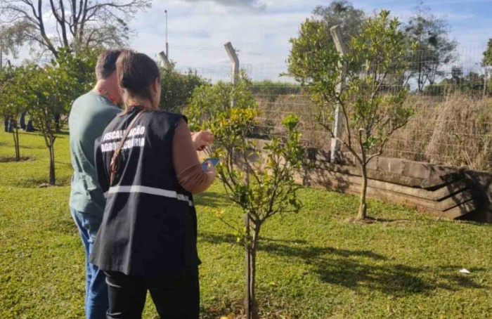 Foco de greening é erradicado no Rio Grande do Sul