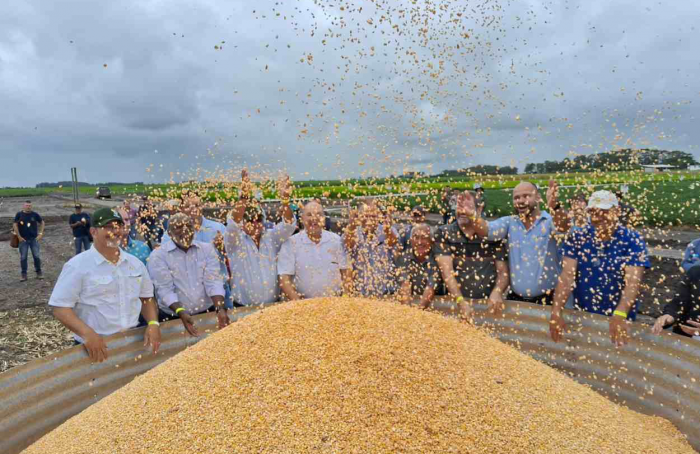 Colheita do Milho foi oficialmente aberta no Rio Grande do Sul