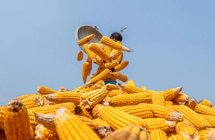 Brasil volta foco ao mercado interno com avanço do etanol de milho