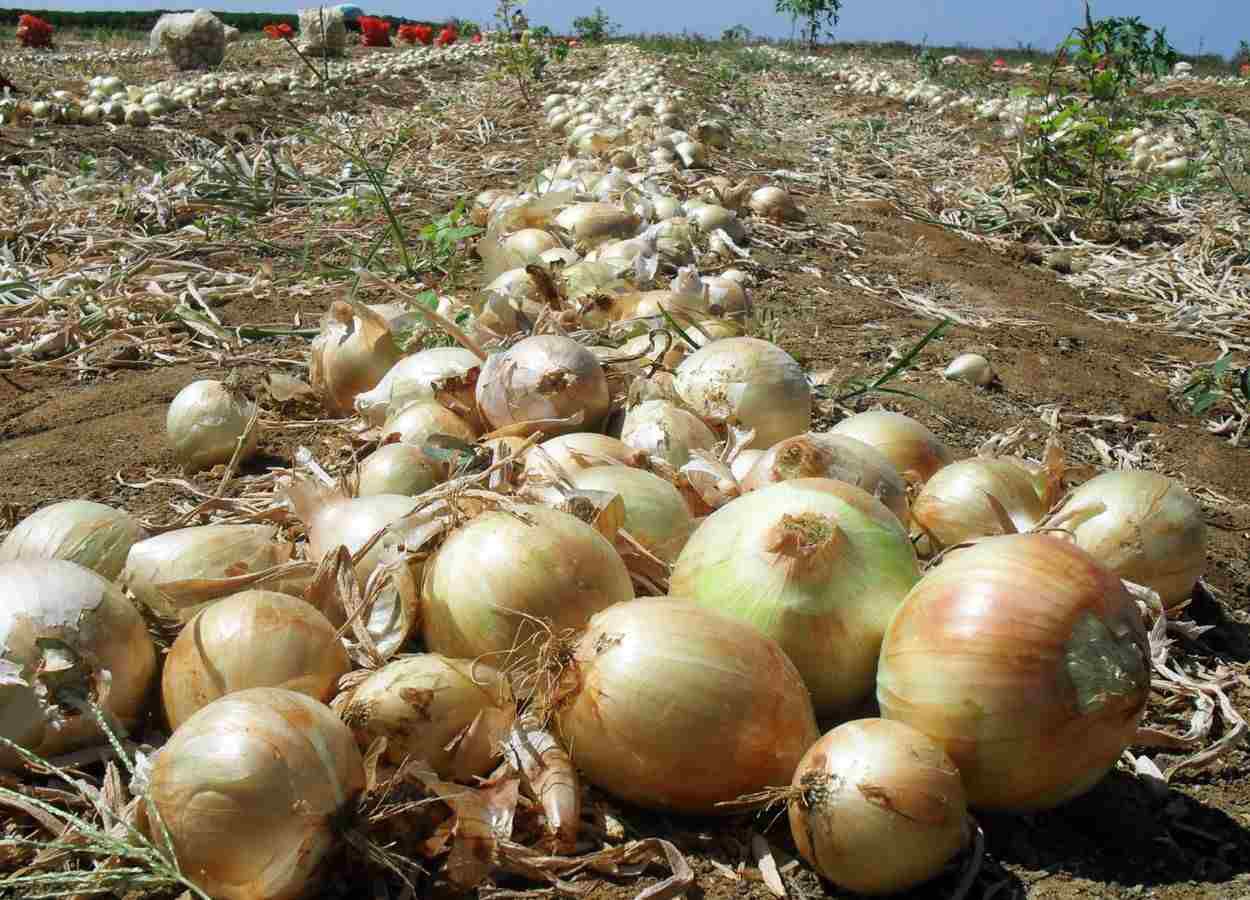 Paraná volta a ter boa produção na safra de cebola 24/25