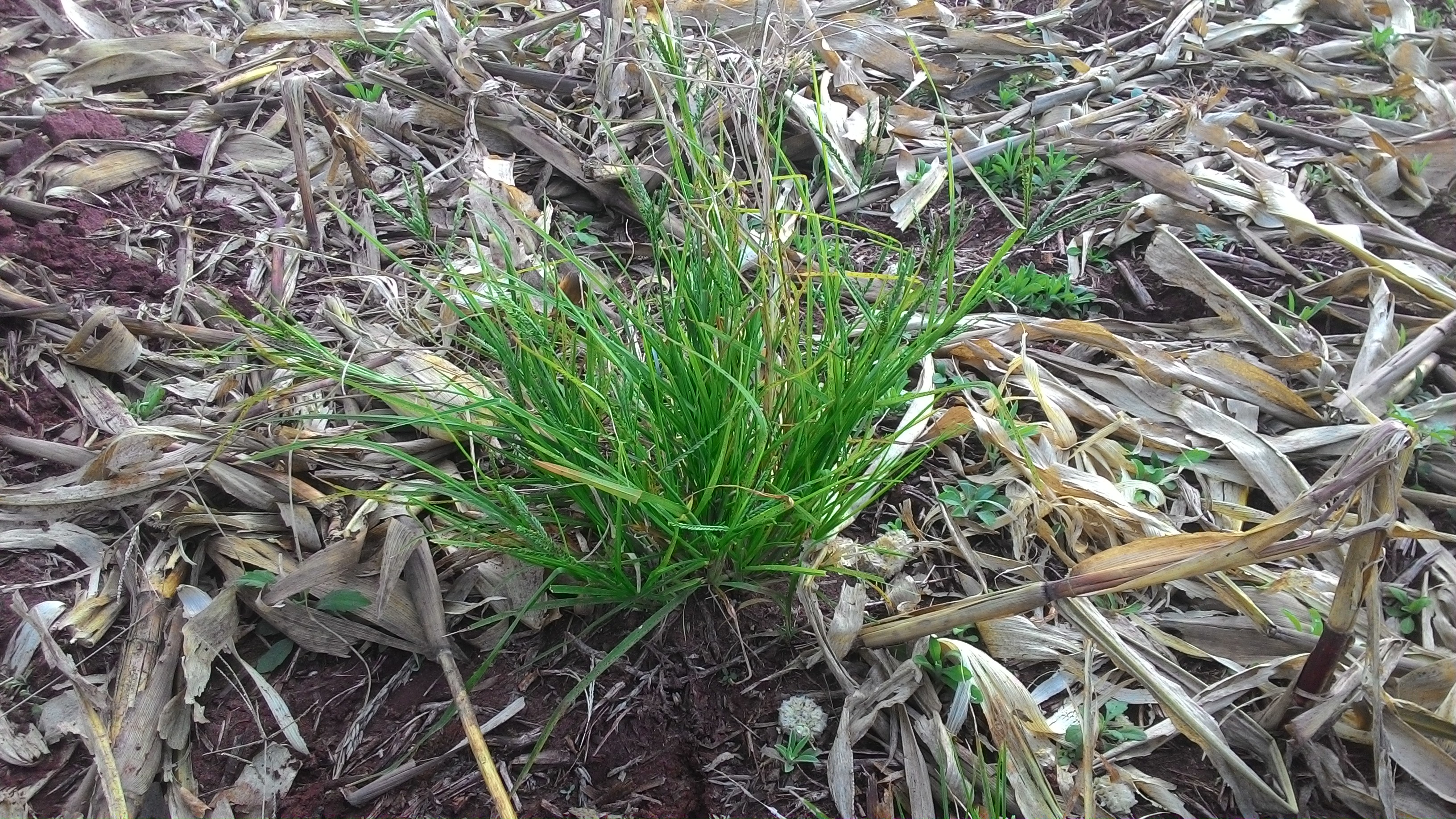 Tipo Planta (Grass), características e curiosidades 