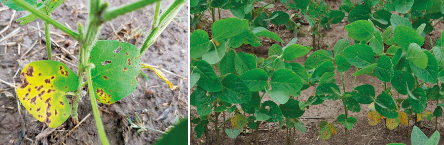 Figura 1 - Sintoma de mancha-parda (Septoria glycines) nas folhas da soja