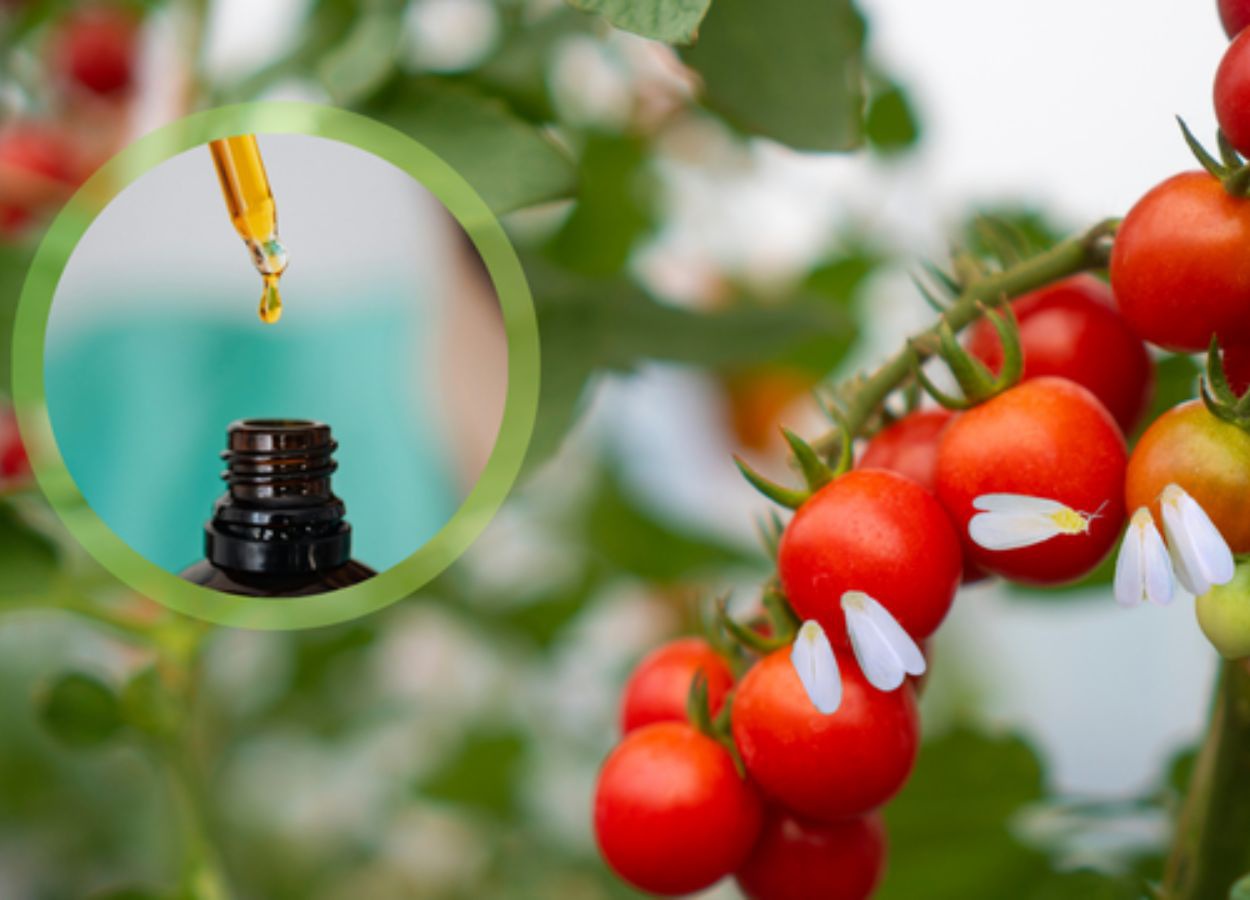 Óleos essenciais mostram ação contra mosca-branca