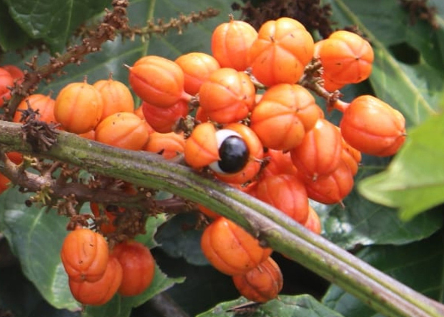 Primeira cultivar de guaraná propagada por semente será lançada no Amazonas