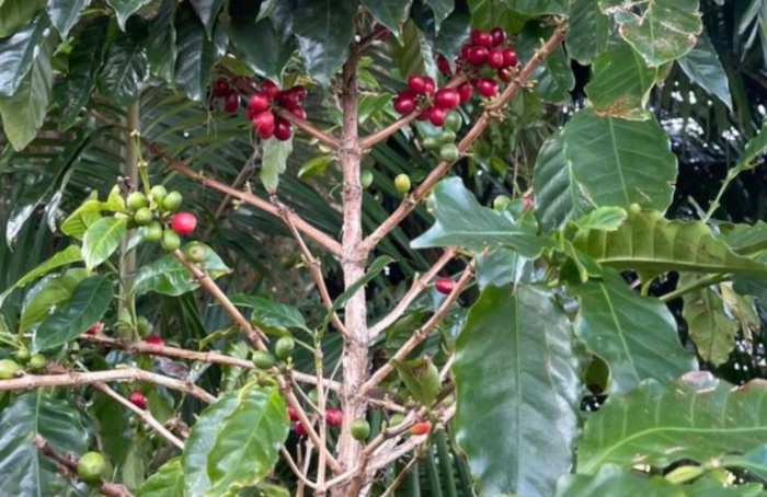 Litoral de SC tem potencial para produção de café especial