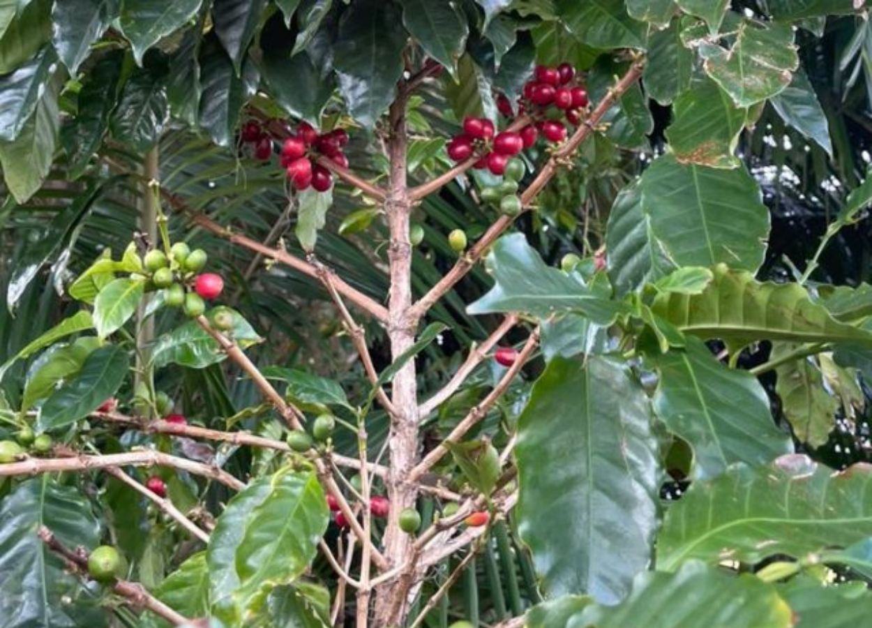 Litoral de SC tem potencial para produção de café especial