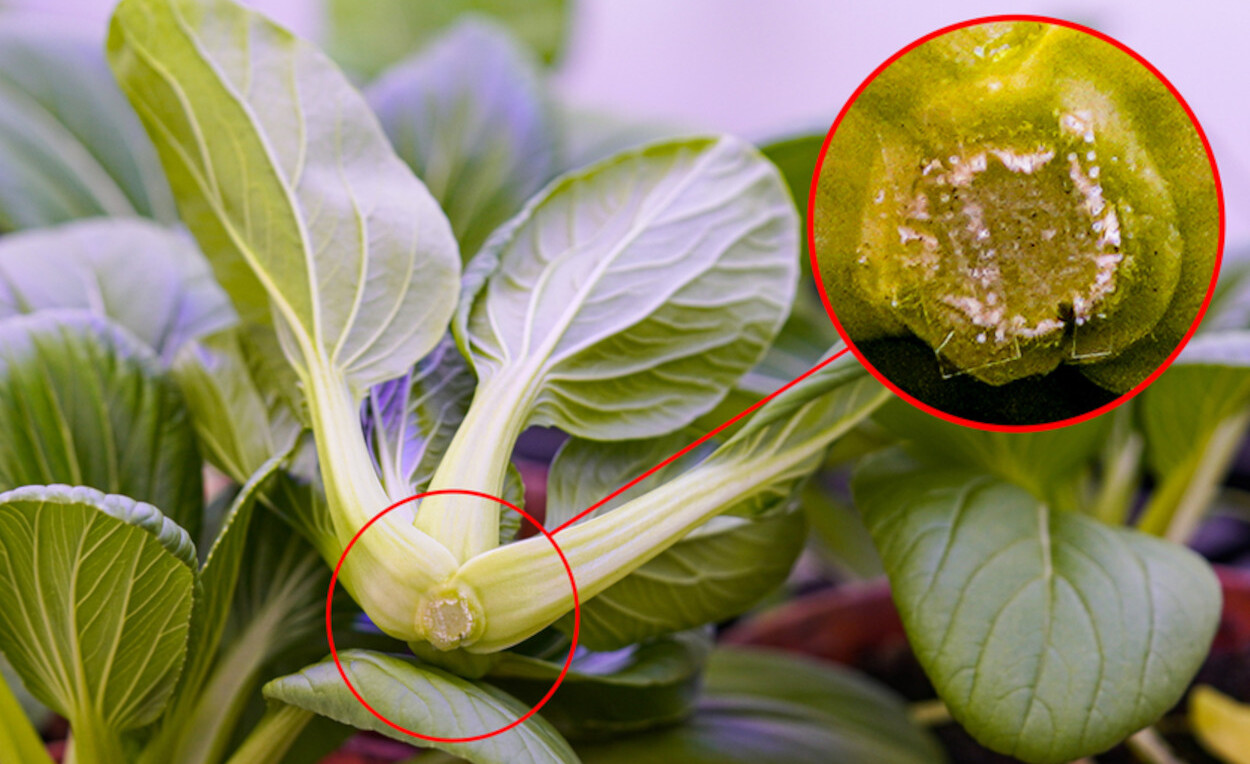 Pesquisadores aplicaram manualmente pequenas áreas das microagulhas preenchidas com melatonina na base das plantas de pak choi; área pode ser vista na imagem - Foto: Yangyang Han / MIT News
