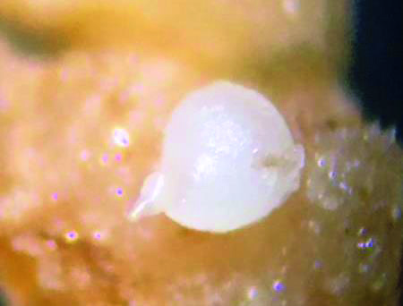 Fêmea do nematoide das galhas do gênero Meloidogyne