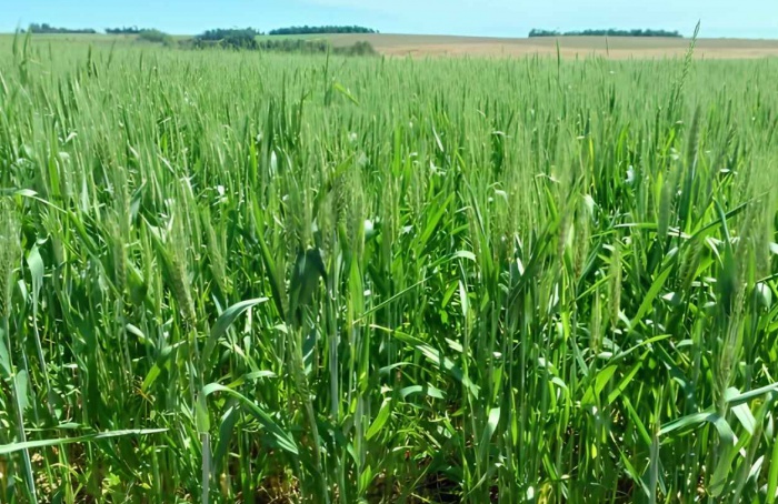 RS Safra 2025/26: trigo inicia fase de floração