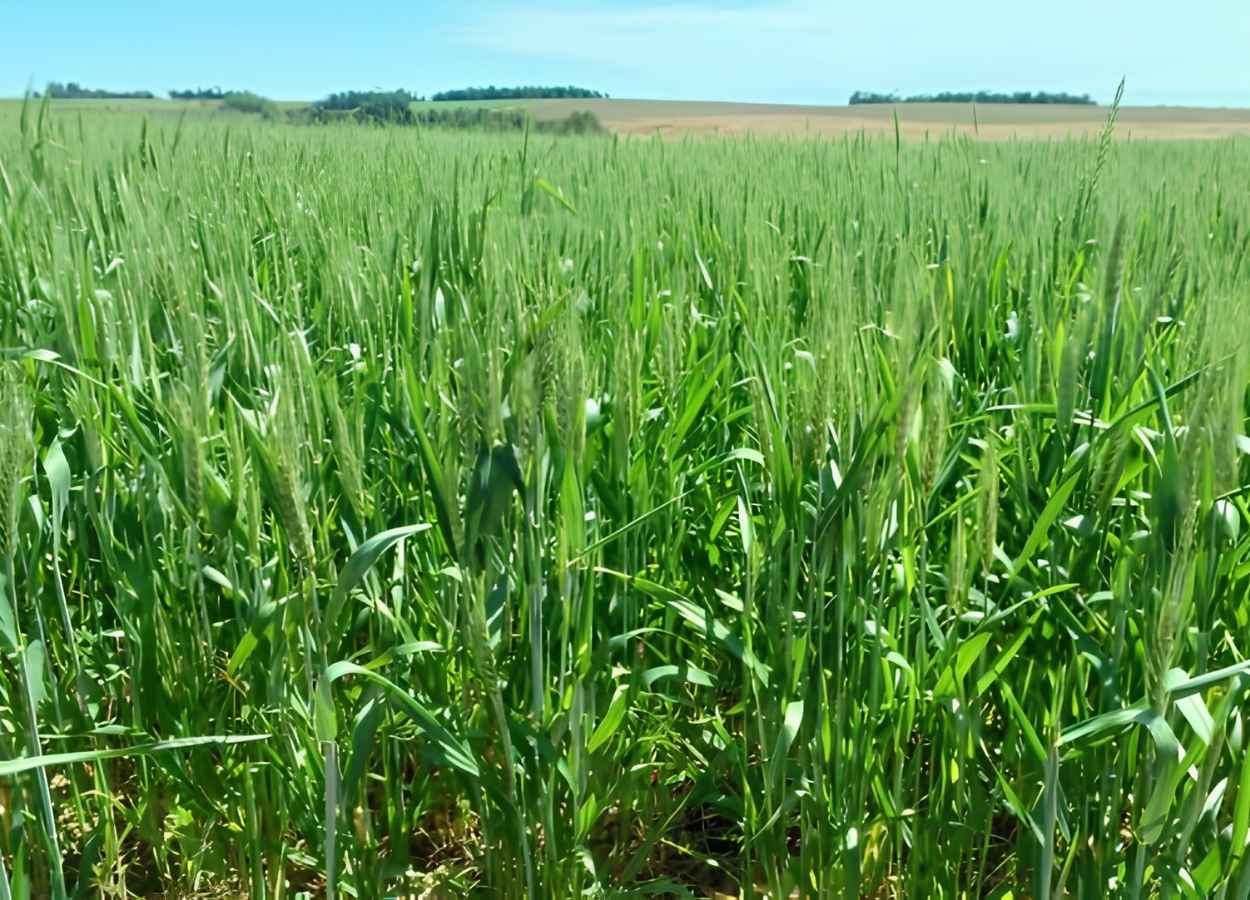 RS Safra 2025/26: trigo inicia fase de floração