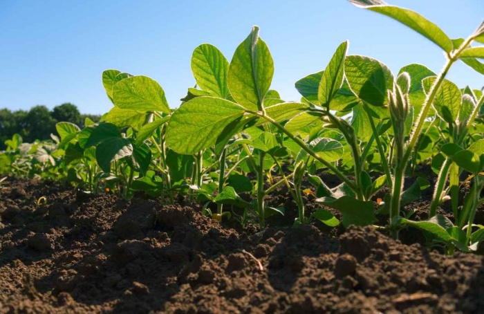 Produção de bioinsumos na fazenda avança com nova lei