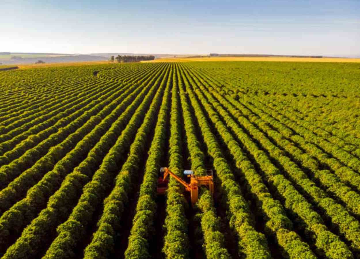 Colheita de café ganha ritmo no Brasil e preços registram queda