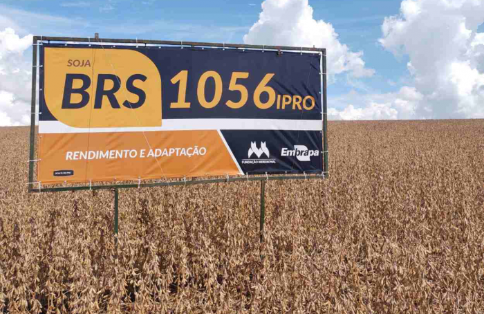 Embrapa e Meridional lançam soja BRS 1056 em Santa Catarina