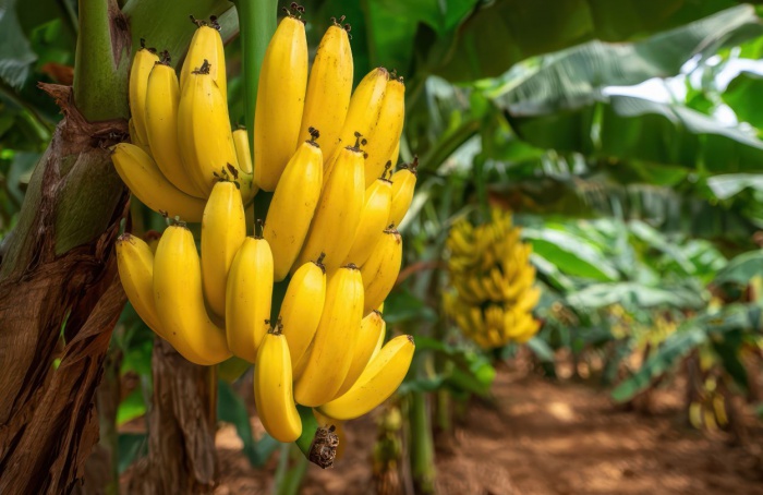 Broca-do-rizoma ameaça produtividade dos bananais