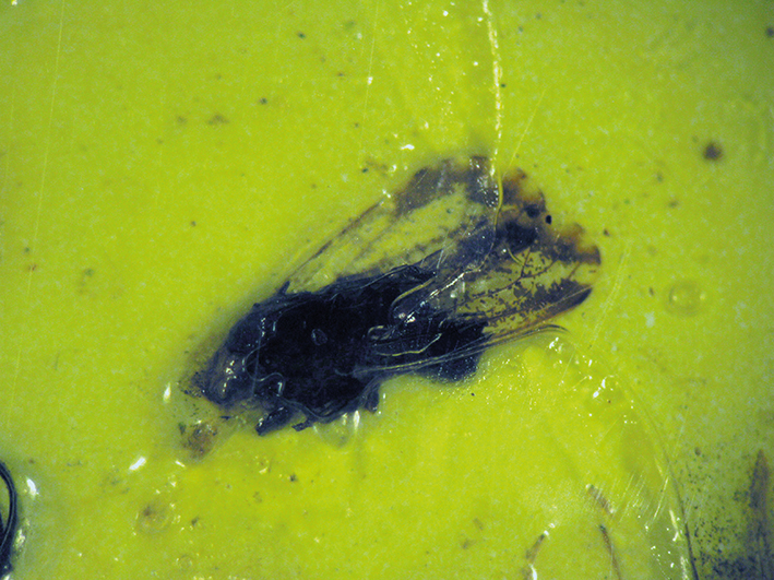 Psilídeo-asiático-dos-citros capturado em armadilha adesiva amarela. O inseto é identificado observando-se o tamanho e pelo padrão das manchas marrons nas asas.