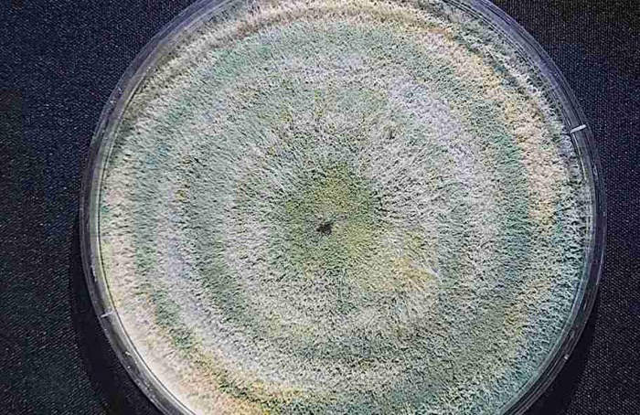 Vittia lança Tricho-Turbo OD contra Macrophomina phaseolina