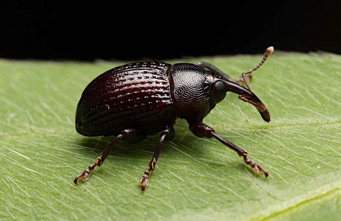 Cientistas decifram sons de Rhyssomatus nigerrimus em lavouras de soja