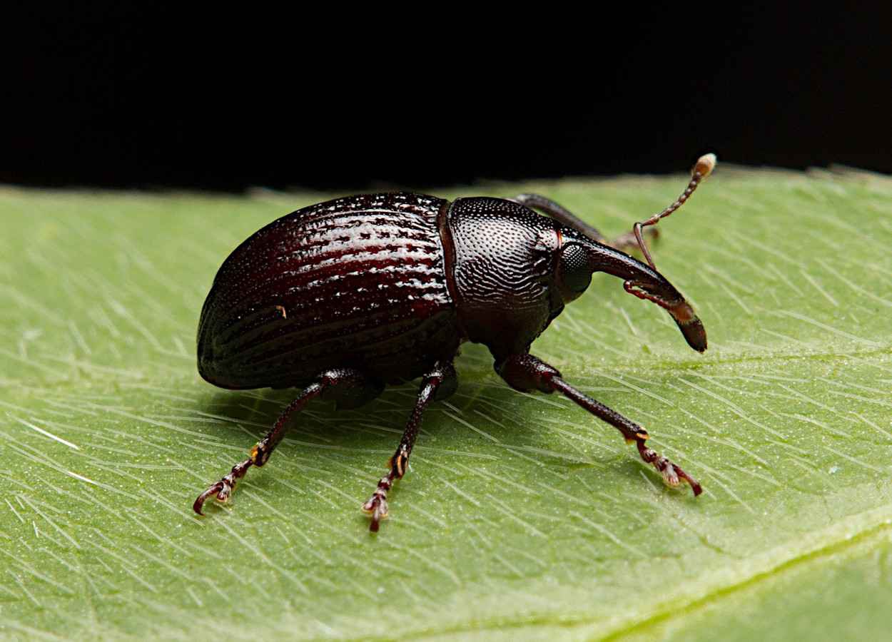 Cientistas decifram sons de Rhyssomatus nigerrimus em lavouras de soja